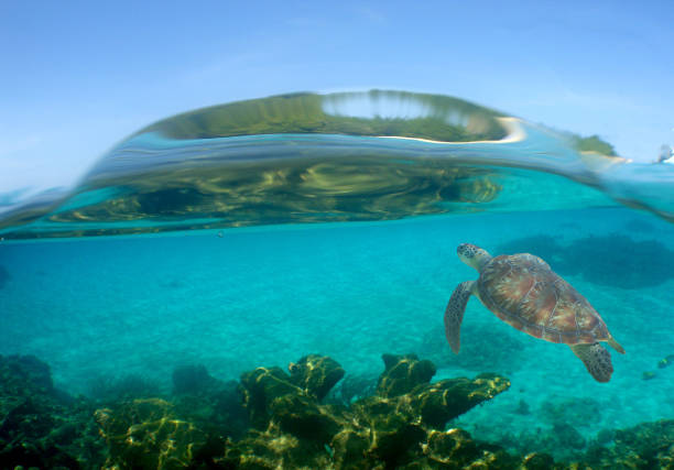 sea turtle swimming in the crystal clear waters
