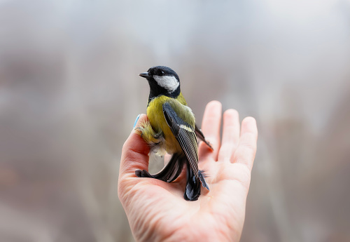 cute little bird tit sits in a man's hand and holds his fingers