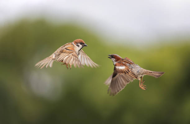 istock two sparrow birds fly spreading their feathers and wings in a green spring garden 1870562242