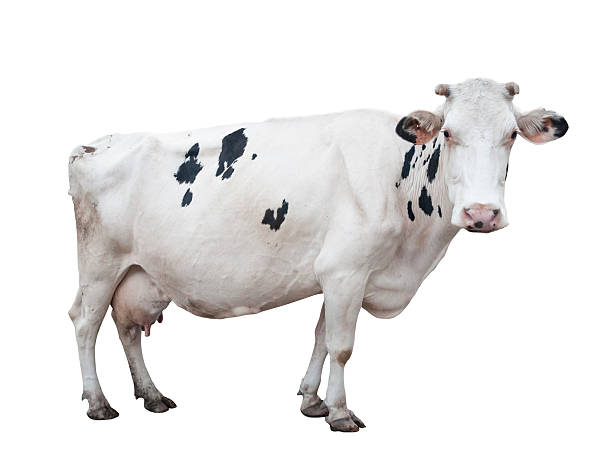 white holstein kuh. - clipping path stock-fotos und bilder