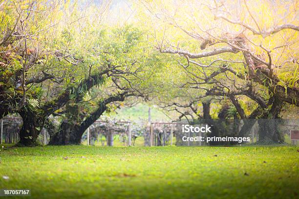 Morgen Sonne Scheint Durch Die Blühenden Baum Stockfoto und mehr Bilder von Abenddämmerung - Abenddämmerung, Agrarbetrieb, Altertümlich