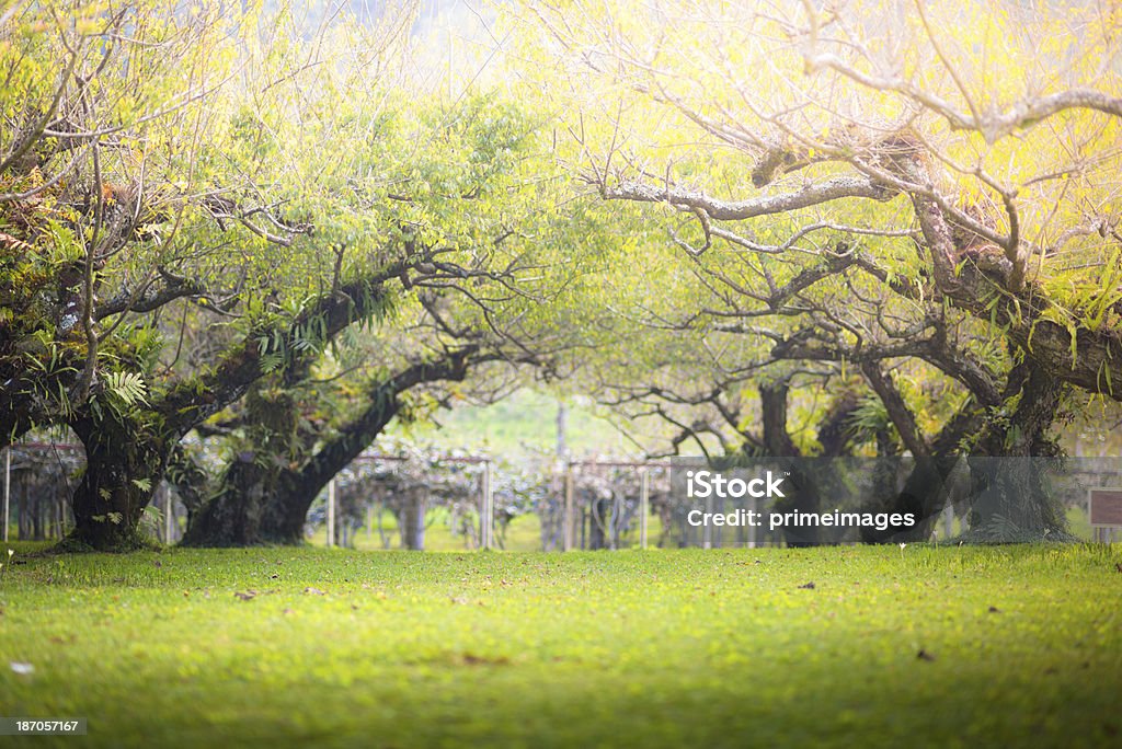 Morning Sun Shining through the Blooming Tree Agriculture Stock Photo