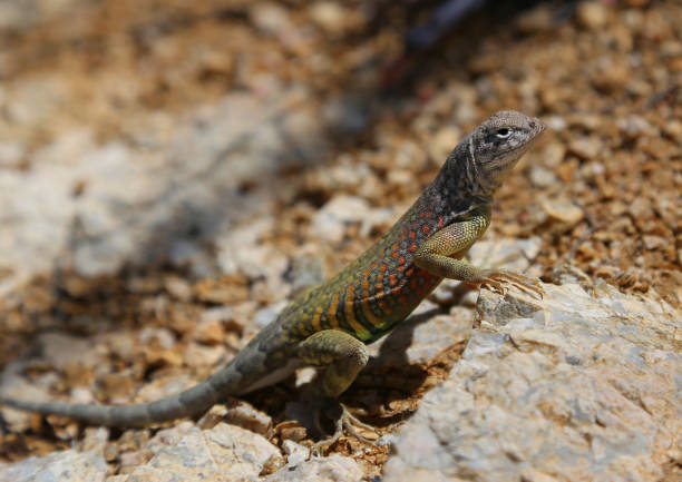 Free earless stock photos. Download the best free earless images at ...