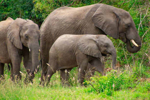 istock Beautiful wild elephant in her natural habitat 1870583011