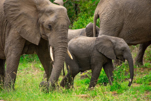 istock Beautiful wild elephant in her natural habitat 1870583523