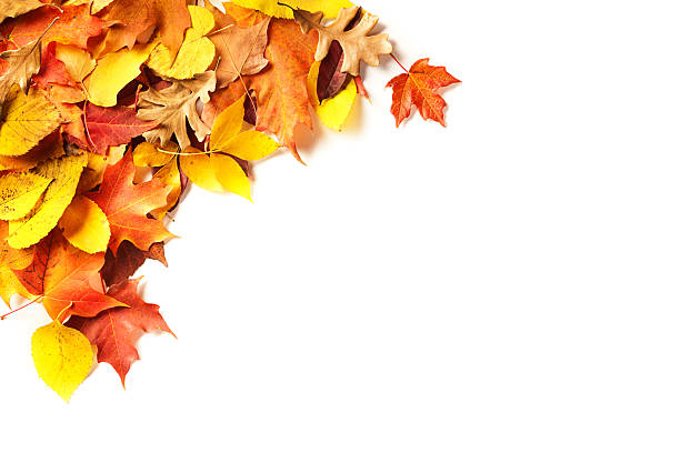 istock Various Autumn Leaves Top Corner Frame Border with Copy Space 187058372