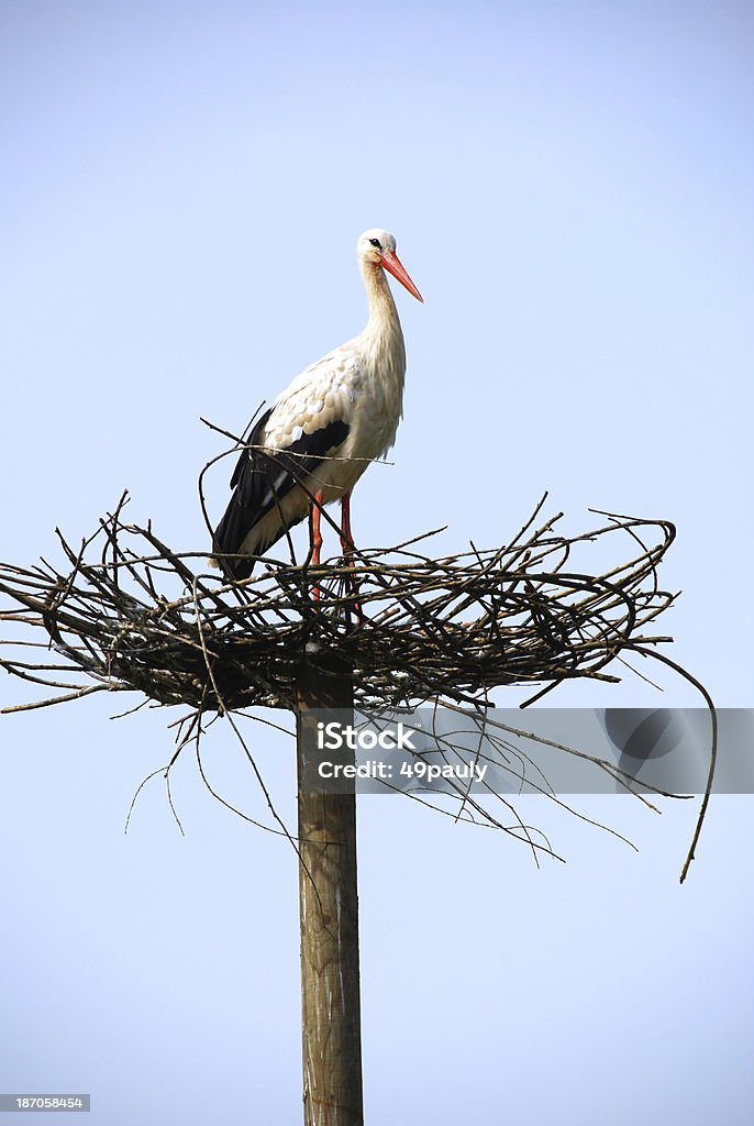 Cicogna bianca su un abbandono nest - Foto stock royalty-free di Cicogna