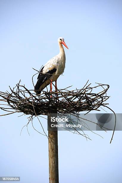 Cicogna Bianca Su Un Abbandono Nest - Fotografie stock e altre immagini di Cicogna - Cicogna, Abbandonato, Bianco