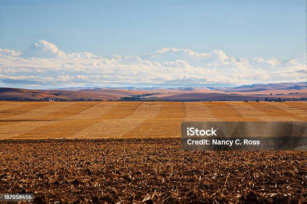 Muster Der Ernte Weizen Felder Sanft Geschwungenen Hügel Hintergrund Stockfoto und mehr Bilder von Anhöhe