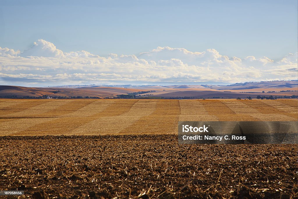 小麦のフィールドのパターンを取り入れ、なだらかな丘陵の背景 - カラー画像のロイヤリティフリーストックフォト