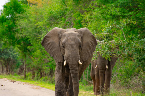 istock Beautiful wild elephant in her natural habitat 1870585101
