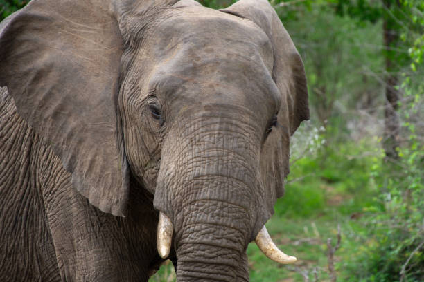 istock Beautiful wild elephant in her natural habitat 1870585615