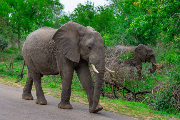istock Beautiful wild elephant in her natural habitat 1870586131