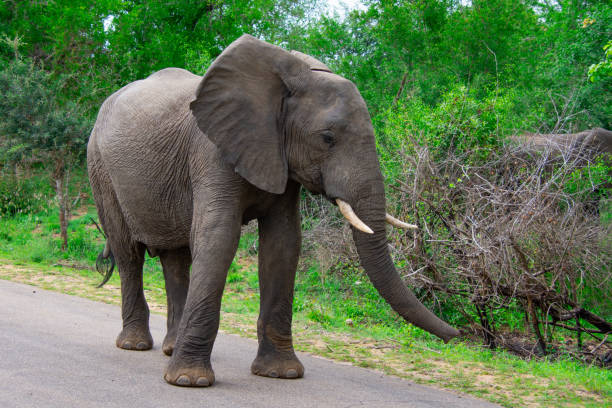 istock Beautiful wild elephant in her natural habitat 1870586132