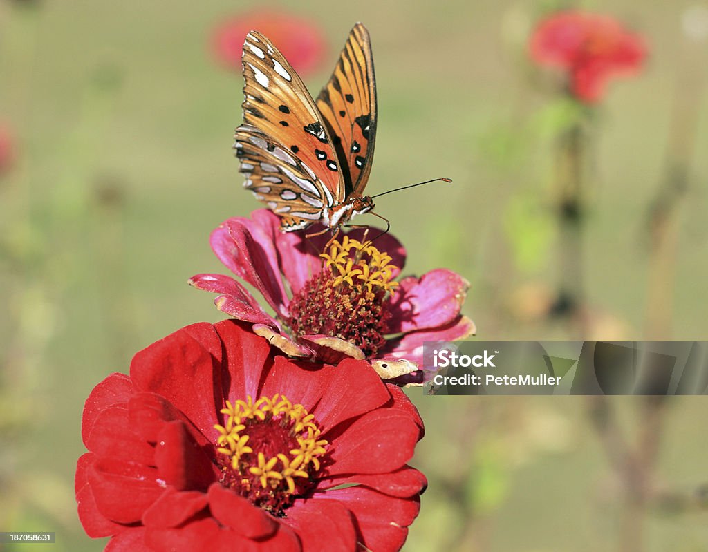 Monarch sur Fleur - Photo de Aile d'animal libre de droits