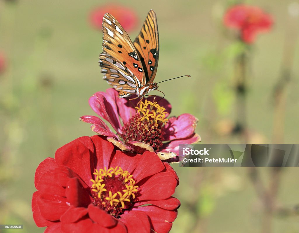 Monarch na kwiat - Zbiór zdjęć royalty-free (Budleja)