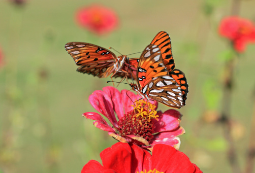 Two monarch butterflies landing on same flower