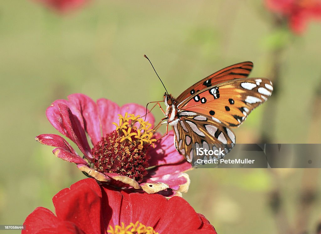 Papillon Orange - Photo de Aile d'animal libre de droits