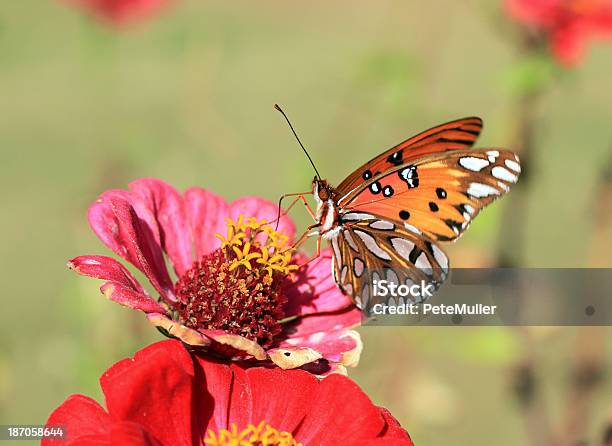 Borboleta Laranja - Fotografias de stock e mais imagens de Antena - Parte do corpo animal - Antena - Parte do corpo animal, Asa de animal, Beleza