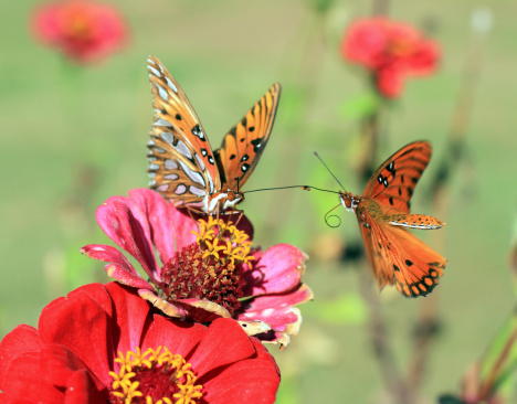 A pair of Monarch butterflies sharing the same zinnia flower.