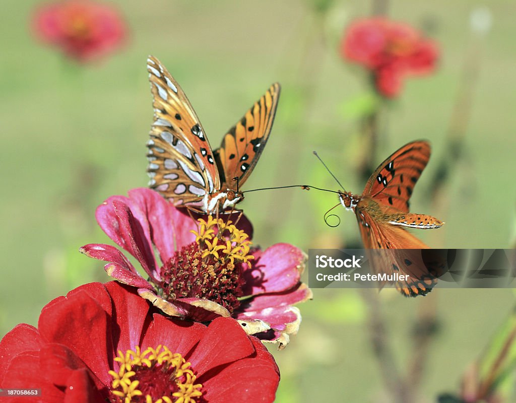 Duas borboletas Monarch - Foto de stock de Antena - Parte do corpo animal royalty-free
