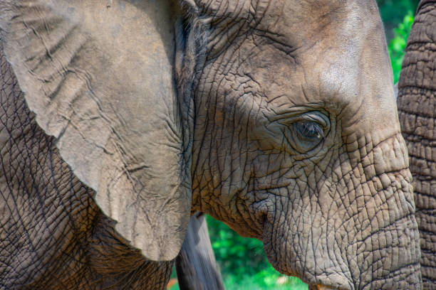 istock Beautiful wild elephant in her natural habitat 1870588221