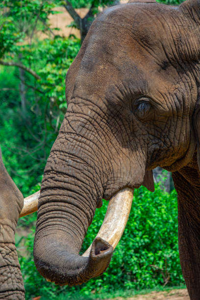 istock Beautiful wild elephant in her natural habitat 1870588748