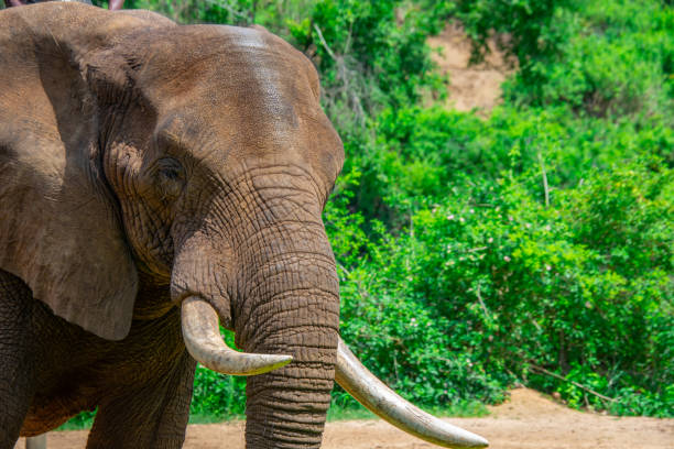 istock Beautiful wild elephant in her natural habitat 1870588759