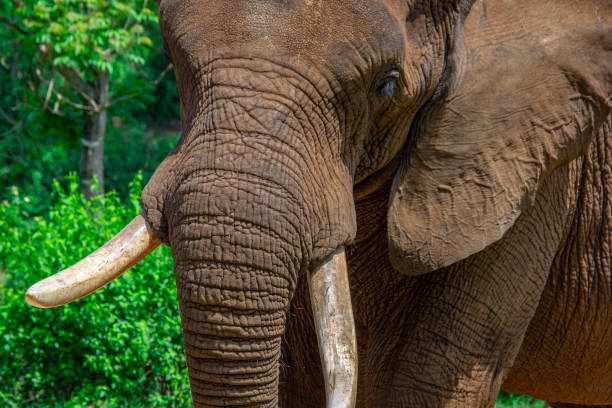 istock Beautiful wild elephant in her natural habitat 1870588763