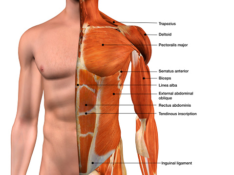 Man's upper body muscles frontal anterior view labeled on a white background.