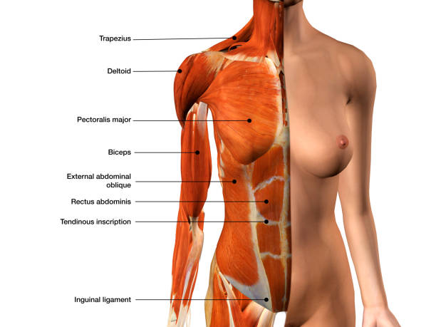 istock Female Chest Muscles Labeled on White 1870589844