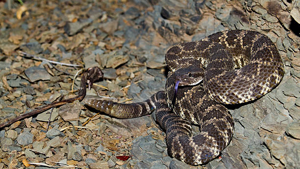 istock Southern Pacific Rattlesnake 187059035