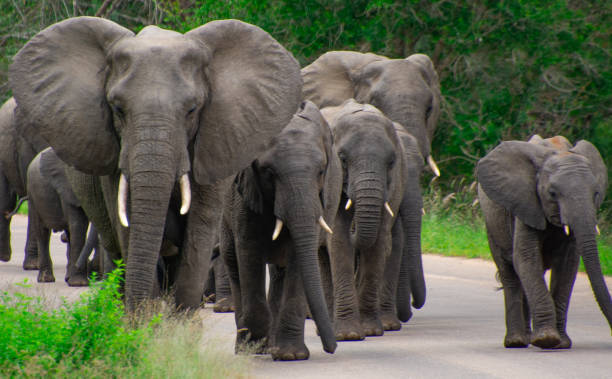 istock Beautiful wild elephant in her natural habitat 1870595713