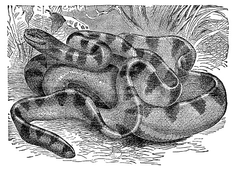 An Annulated Sea Snake (hydrophis cyanocinctus). Vintage etching circa 19th century.