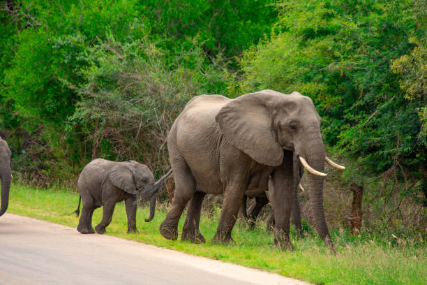 istock Beautiful wild elephant in her natural habitat 1870597248
