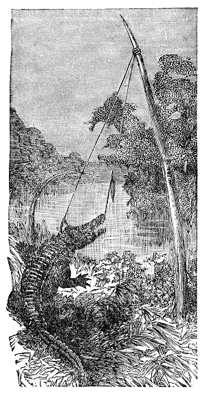 An American Alligator (alligator mississippiensis) caught in a snare trap. Vintage etching circa 19th century.