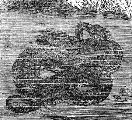 An Elephant Trunk wart snake (acrochordus javanicus). Vintage etching circa 19th century.