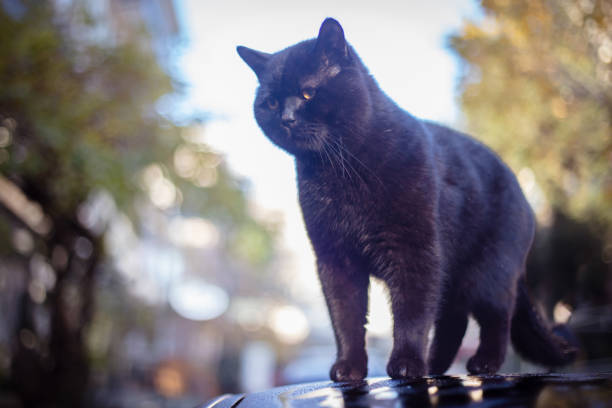 istock Black British Shorthair stray cat. 1870604030