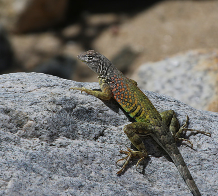 A Greater Earless Lizard (Cophosaurus texanus) sitting on a rock.  Shot just outside of Tucson, Arizona.