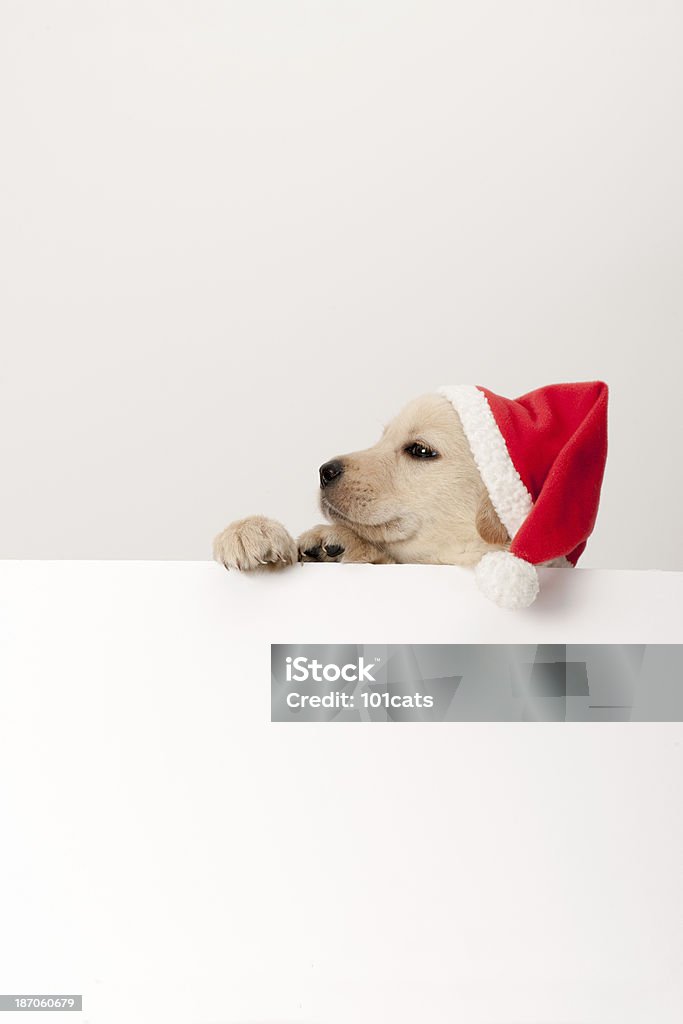 golden retriever santa Welpe - Lizenzfrei Blick in die Kamera Stock-Foto