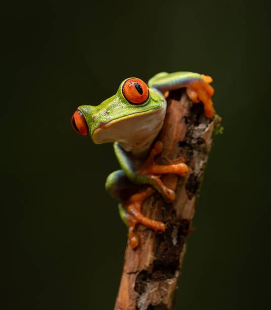 istock Red-eyed Tree Frog in Costa Rica 1870607725