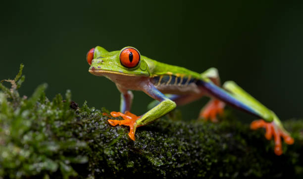 istock Red-eyed Tree Frog in Costa Rica 1870609254