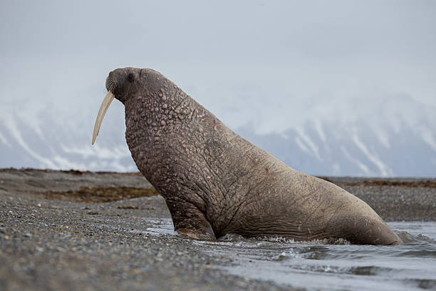 istock Walrus in natural Arctic habitat Svalbard Norway 187061002