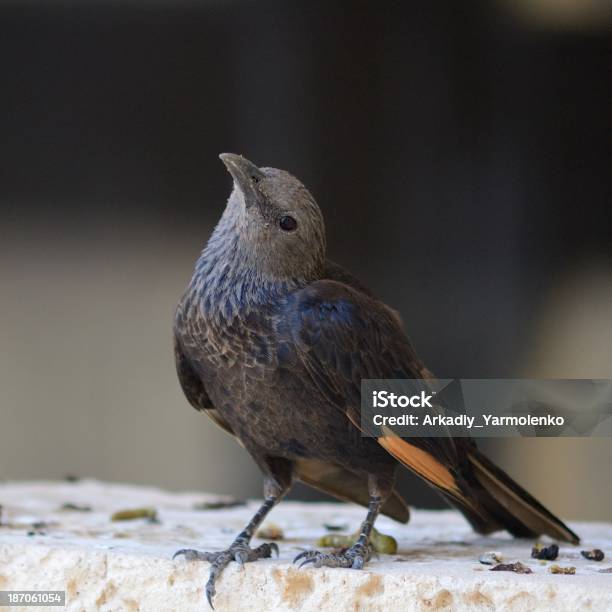 Tristrams Starling - zdjęcia stockowe i więcej obrazów Arabia Saudyjska - Arabia Saudyjska, Azja Zachodnia, Brązowy