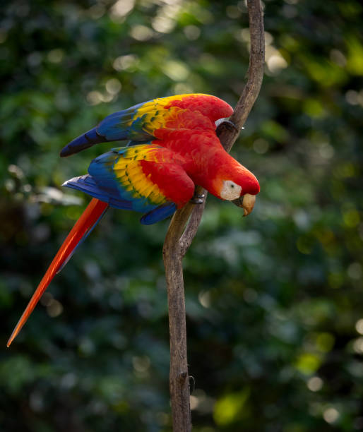 istock Scarlet Macaw in Costa Rica 1870612476