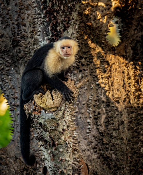istock White Faced Capuchin Monkey in Costa Rica 1870612479