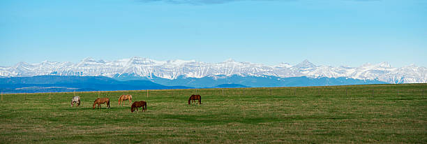 caballos con vista a las montañas - okotoks fotografías e imágenes de stock