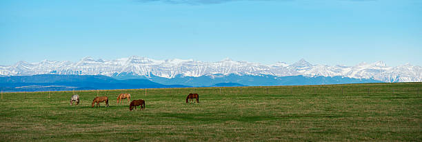 馬、山の眺め - horse panoramic scenics prairie ストックフォトと画像