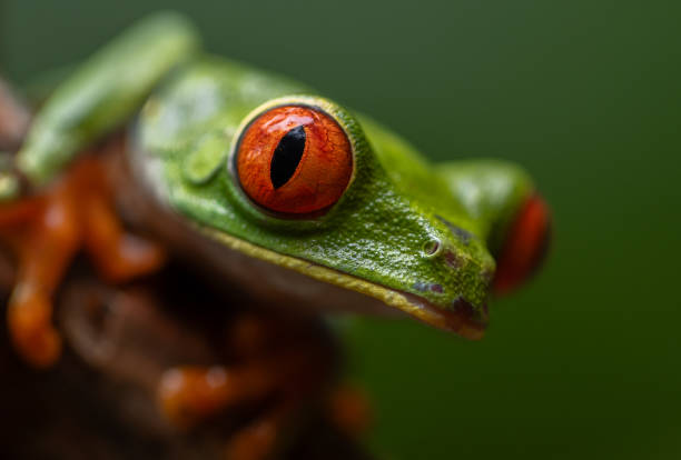 istock Red-eyed Tree Frog in Costa Rica 1870614023