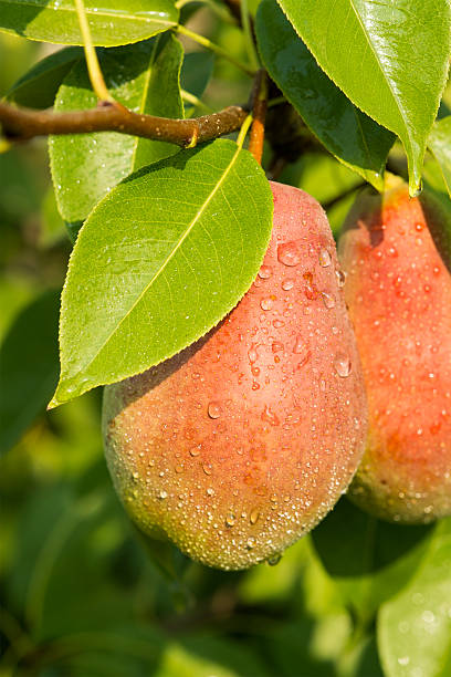 istock Red Pears on a background of green foliage. 187061428